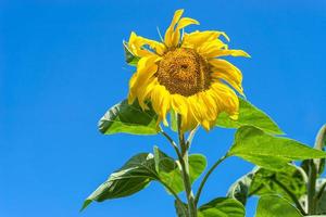 Blossoming sunflower on blue sky background.