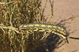 Caterpillar in Sahara