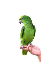 YELLOW-CROWNED AMAZON on hand parrot isolated on white background
