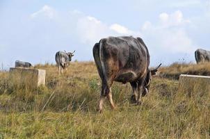 vacas pastando foto