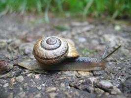 macro snail photo