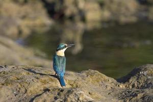 Kingfisher in front of Lake photo