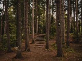 escaleras que van entre árboles foto