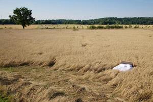 bed in a grain field- concept of good sleep photo