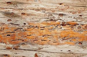 Anobium thomsoni damage on wood