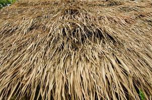 straw roof photo