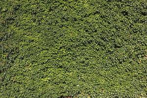 Ivy (Hedera). Natural green background. photo