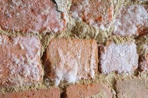 wall with mould fungus photo