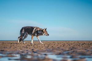 Black wolf walking at daytime photo