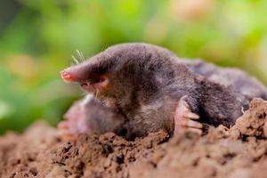 Mole (Talpa europaea) in Natural Environment photo