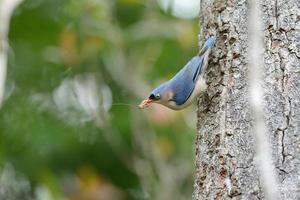 Velvet-fronted Nuthatch (Sitta frontalis) photo