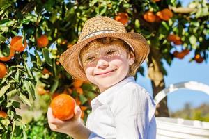 Retrato de atractivo joven lindo recogiendo mandarinas en cítricos foto