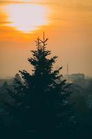 Silhouette of pine tree under orange sunset photo