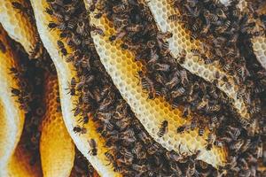 Bees on honeycomb photo