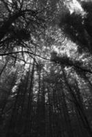 Black and white photo of forest and sky