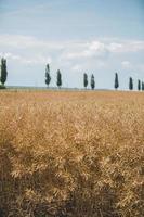 Brown field, trees, and cloudy blue sky photo