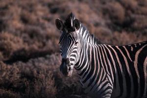 Zebra in a field photo