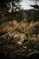 Yellow flowers at dusk photo