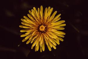 flor amarilla sobre fondo negro foto