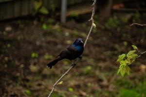 Bird perching on tree branch photo