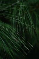 Close-up of pine leaves photo