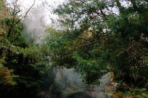 árbol de hoja perenne en el bosque foto