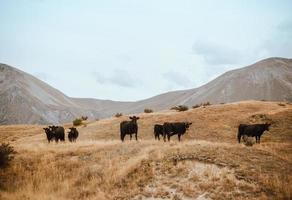 Herd of cattle in field photo