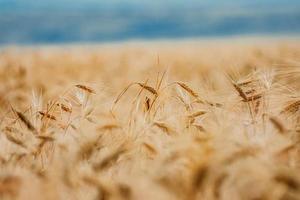 Selective focus of wheat field photo