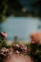 Pink flowers in field photo