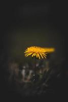 Yellow flowers in the dark photo