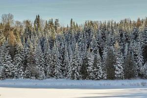 Pine trees covered in snow during daytime photo