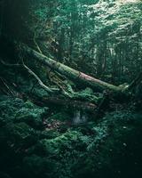 Dark green forest photo