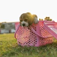 Small dog in pink plastic basket photo