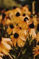 Close-up of black-eyed susan flowers photo