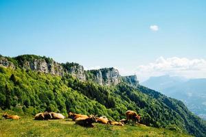 Cattle on grass field near mountain under blue sky photo