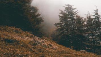 Green pine trees on foggy mountain