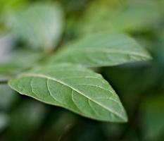 planta de hoja verde foto