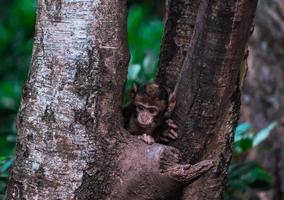 Monkey peering out from tree photo