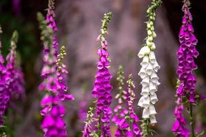Close-up of foxglove flowers photo