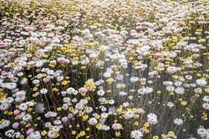 White and yellow flowers photo