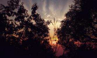 Trees silhouetted by sunrise photo