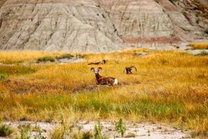 Rams lying in grass photo