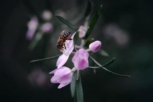 The bee and the flower photo
