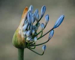 Flower buds in tilt shift lens photo