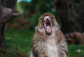 Monkey yawning while sitting on ground photo