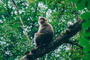 Monkey on tree branch photo