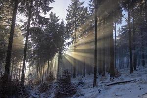 Sunshine through snowy landscape photo