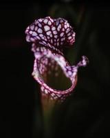 fotografía de cerca de planta roja foto