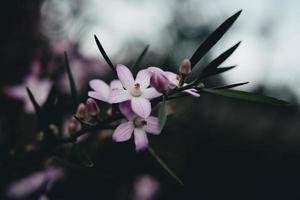 cerca de flores rosadas foto