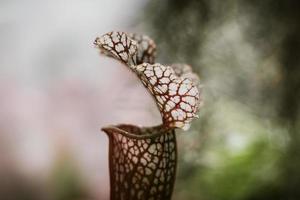 Red textured plant photo